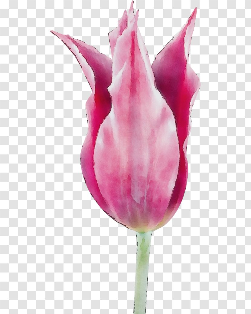Tulip Pink Petal Flower Plant - Closeup - Flowering Lily Family Transparent PNG