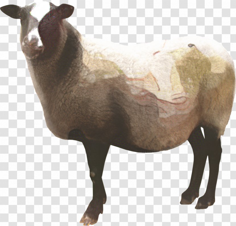 Vector Graphics Clip Art Image Sheep - Stock Photography - Drawing Transparent PNG