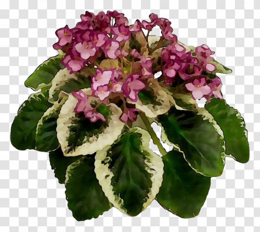 Annual Plant Herbaceous Violet Flower Plants - Leaf - Geranium Transparent PNG