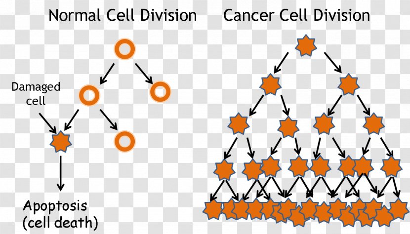 Cancer Cell Cycle Division Transparent PNG