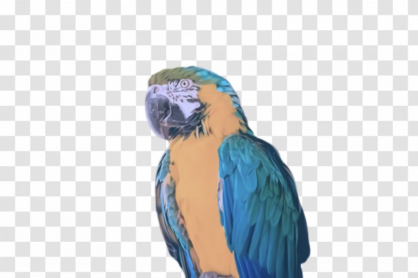Feather - Turquoise - Parakeet Transparent PNG