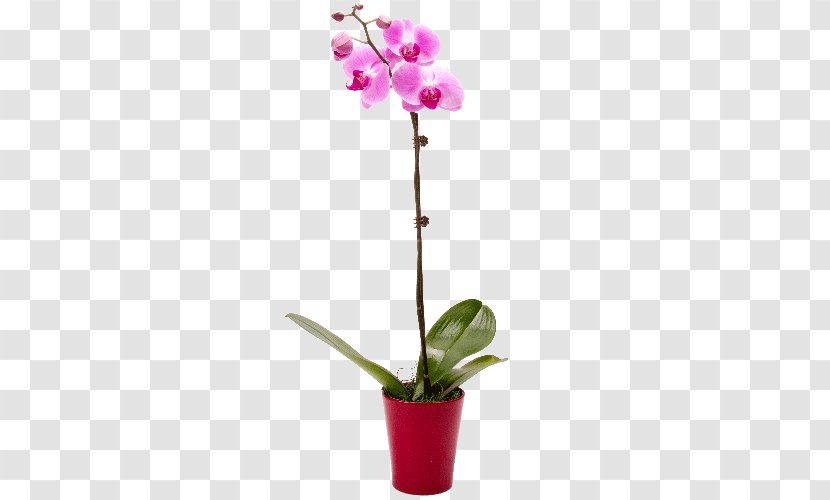 Moth Orchids Cattleya Dendrobium Cyma - Flowering Plant Transparent PNG