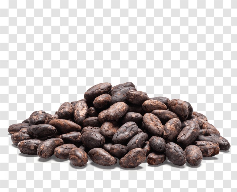 Cocoa Bean Hot Chocolate Ingredient Tea - Drink - Beans Transparent PNG