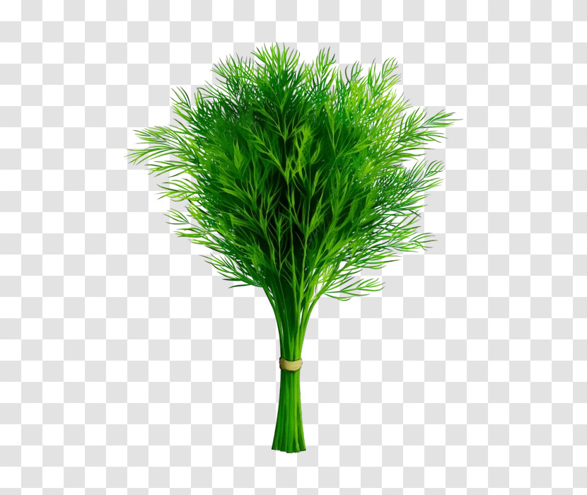 Plant Stem Grasses Tree Flowerpot Plant Transparent PNG