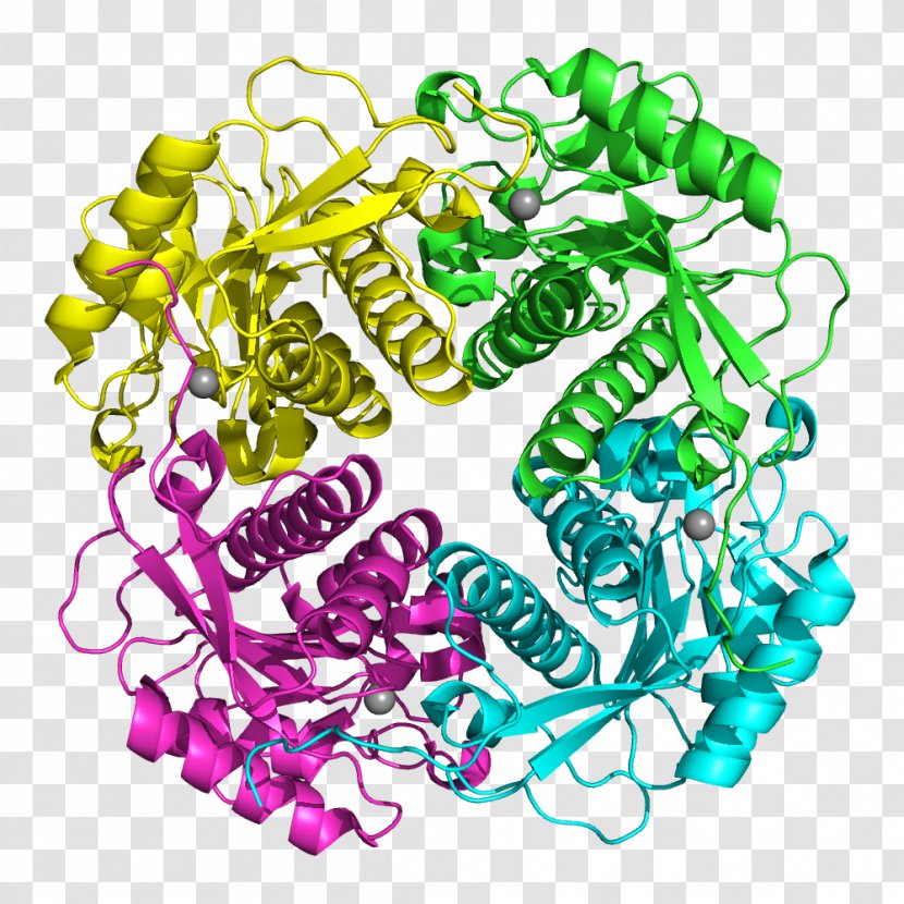 APIP Protein–protein Interaction Gene APAF1 - Human Behavior - Lyase Transparent PNG