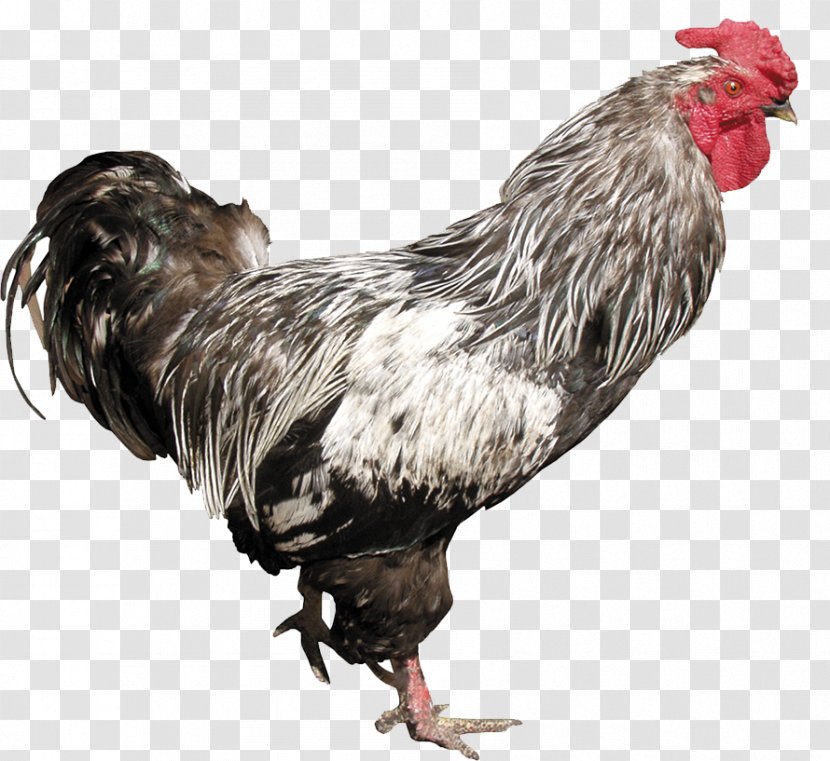 Chicken Rooster Clip Art - Big Cock Transparent PNG