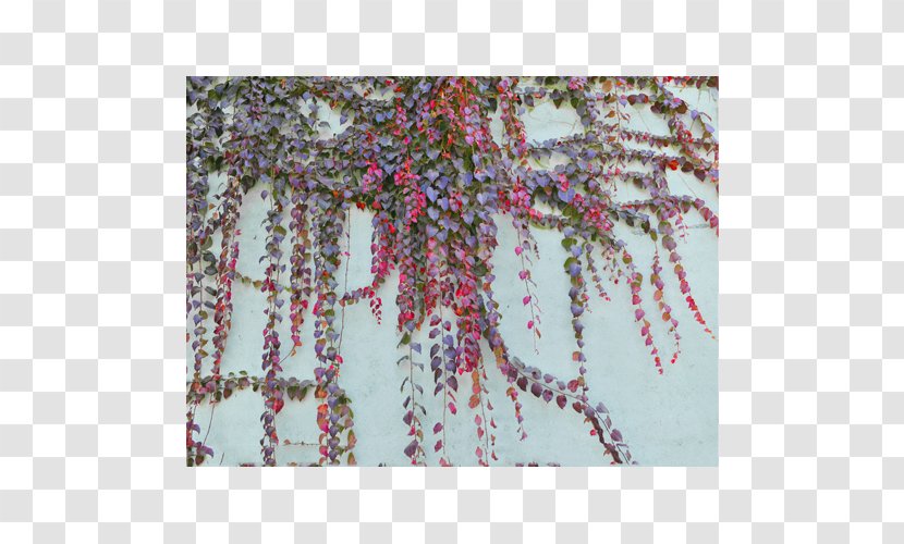 Parthenocissus Tricuspidata Tree Plant - Botany - Green Plants Transparent PNG