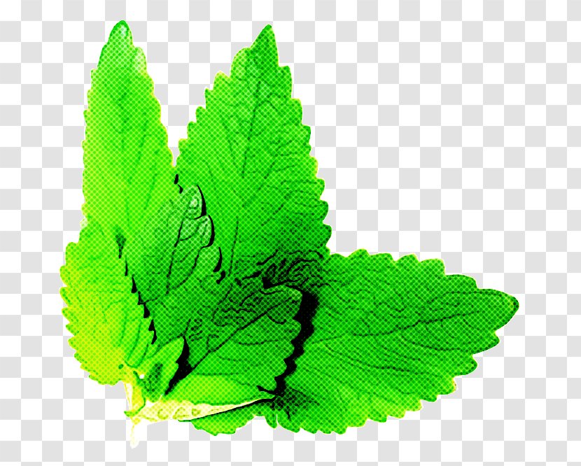 Leaf Green Plant Herb Flower Transparent PNG