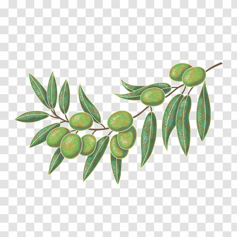 Olive Oil Leaf - Hand-painted Transparent PNG