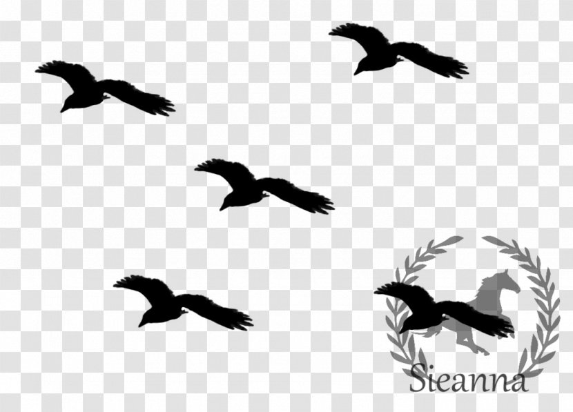 Bird Migration Flight Flock Transparent PNG