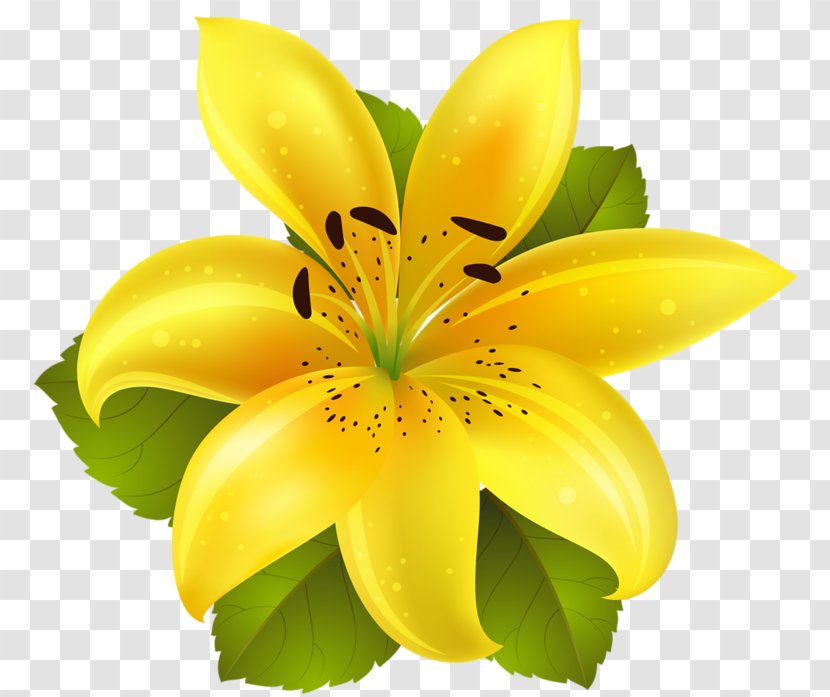 Flower Clip Art - Bodak Yellow Transparent PNG