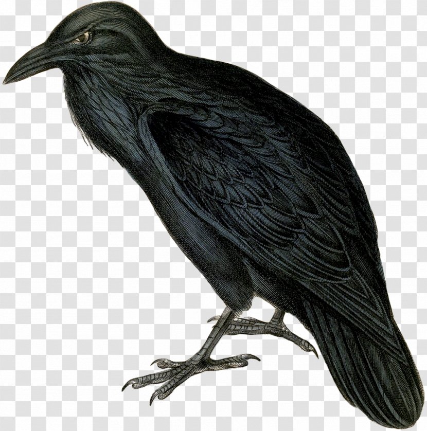 The Raven Common Clip Art - Vulture Transparent PNG