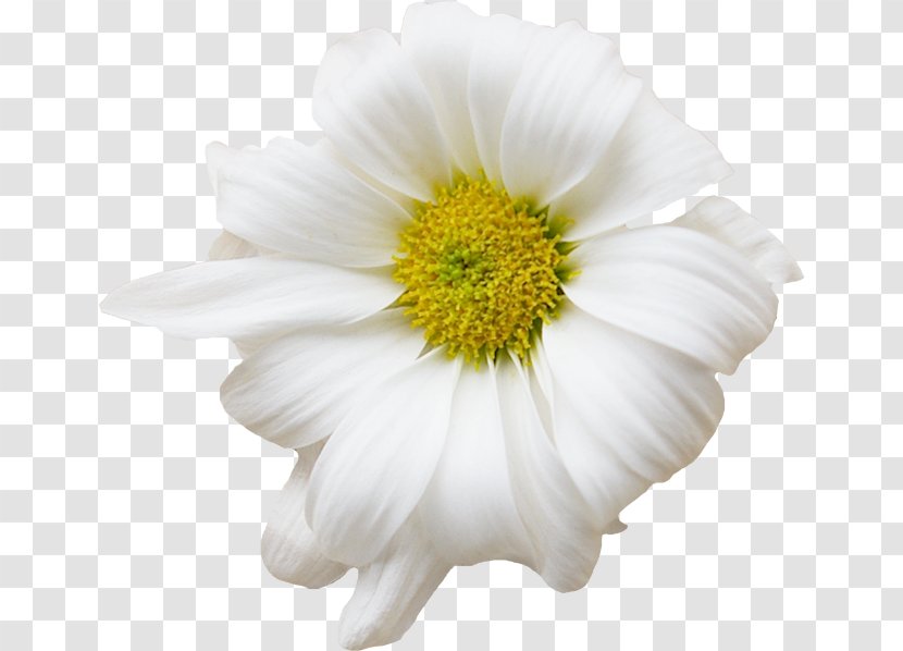 German Chamomile Flower Common Daisy - Plant Transparent PNG