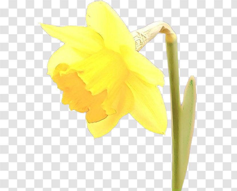 Flowering Plant Flower Yellow Narcissus Petal - Cartoon - Cut Flowers Pedicel Transparent PNG