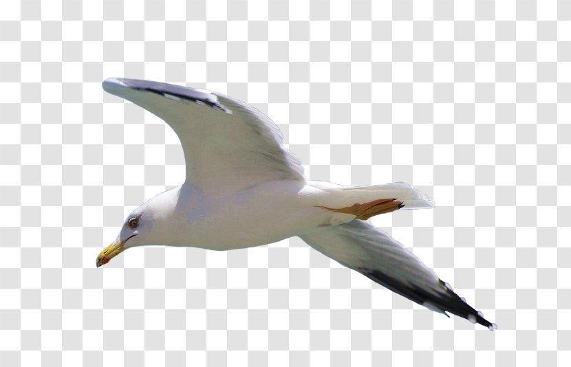 Gulls Transparency Clip Art Image - Flight - Par De Aves Transparent PNG