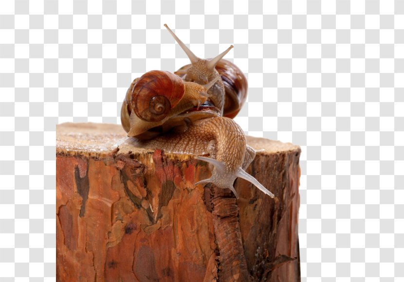Snail Orthogastropoda Cornu Aspersum Photography - Snails And Slugs - Stump Transparent PNG