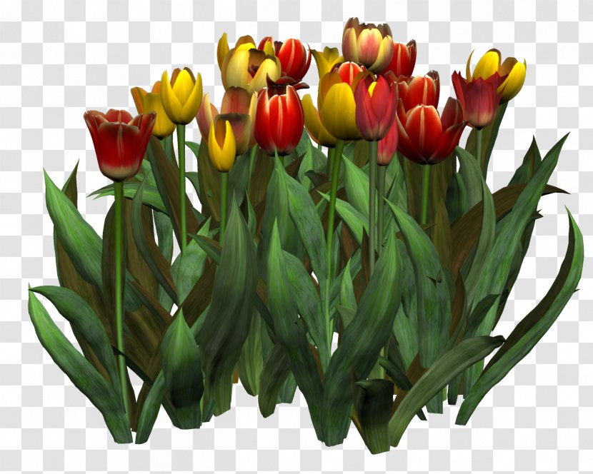 Tulip Flower Painting Clip Art - Flowering Plant - Mulberry Transparent PNG