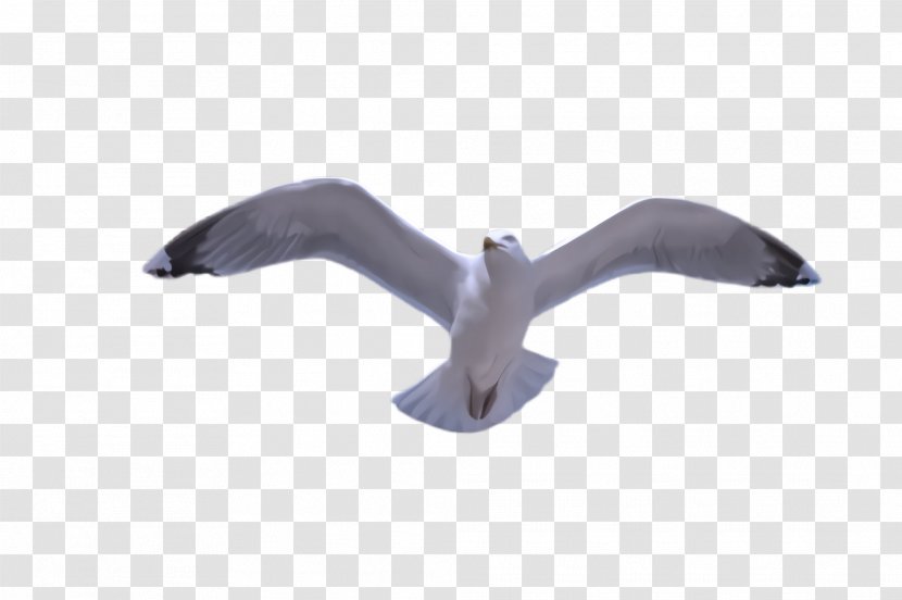 Gull Seabird Wing Transparent PNG
