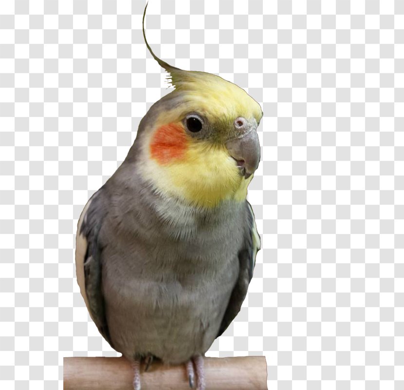 Cockatiel Budgerigar Lovebird Parakeet - Bird Transparent PNG
