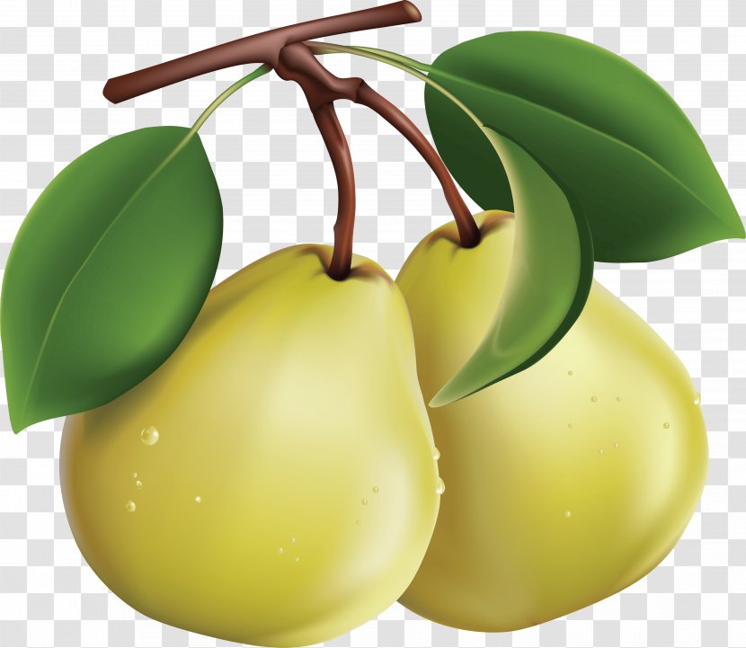 Fruit Bosc Pear Clip Art - Food - Fruits Transparent PNG
