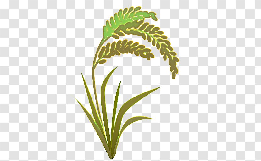 Green Grass Background - Plant Stem - Houseplant Flower Transparent PNG