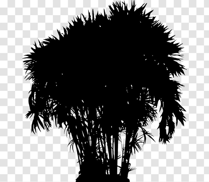 Asian Palmyra Palm Date Trees Silhouette Sky - Borassus Flabellifer - Blackandwhite Transparent PNG