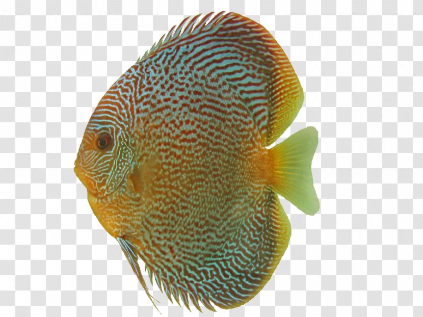 Symphysodon Discus DeviantArt Ornamental Fish Clip Art - Mascot - Aquarium Transparent PNG