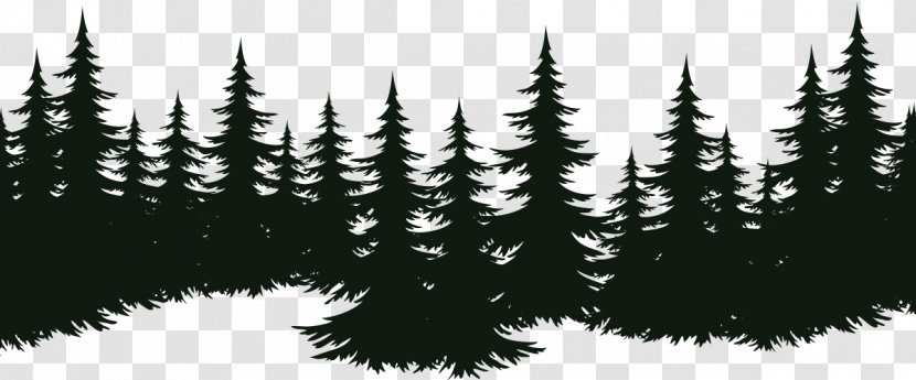 Spruce Fir Tree Pine Evergreen - Plant Transparent PNG