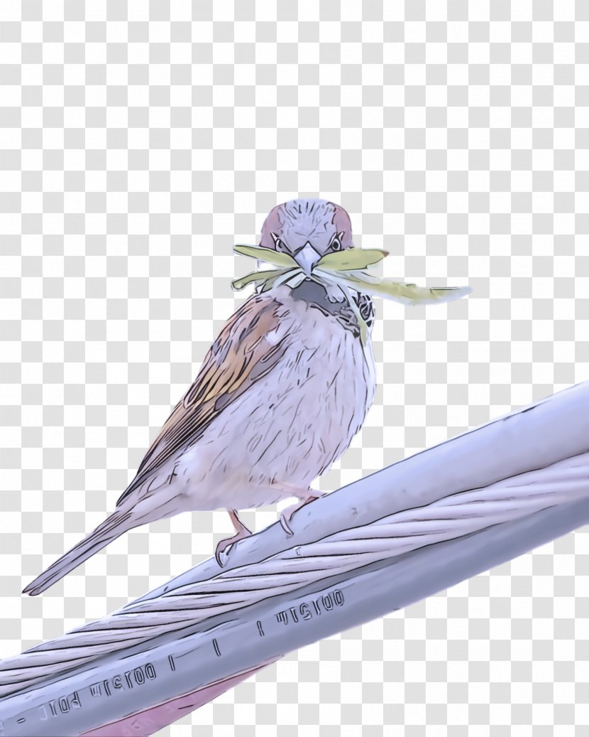 Bird Beak Wing Perching Songbird Transparent PNG