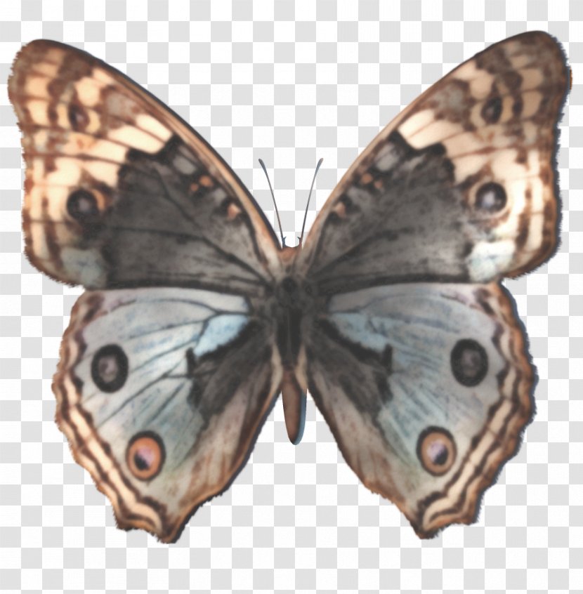 Butterfly Junonia Lemonias Orithya Stock Photography - Watercolor Transparent PNG