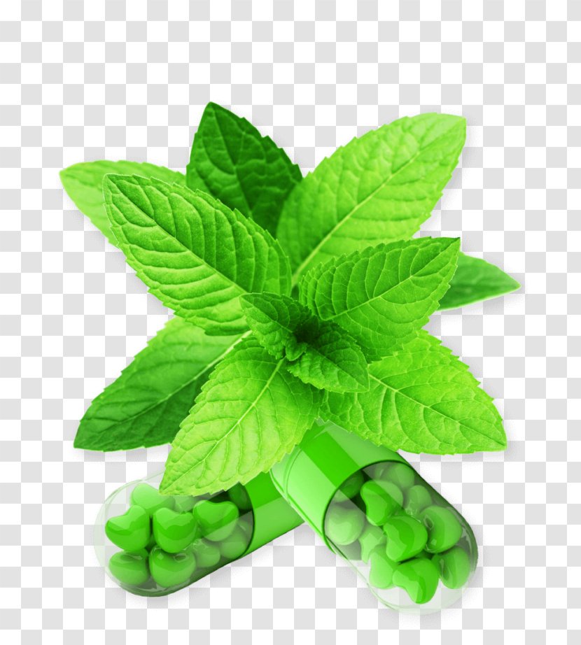 Mentha Spicata Peppermint Wild Mint Herb Perennial Plant - Herbal Transparent PNG