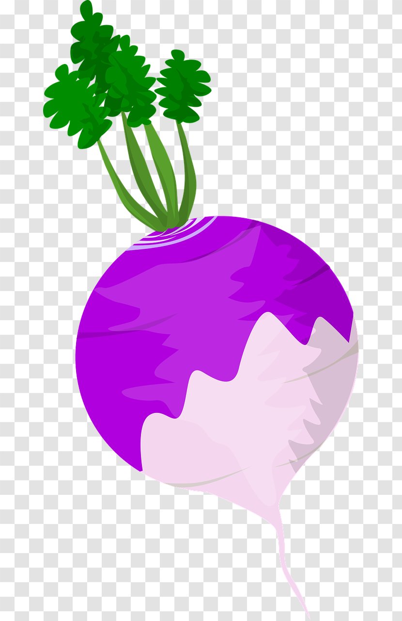 Leaf Vegetable Turnip Root Vegetables - Plant - Beet Transparent PNG