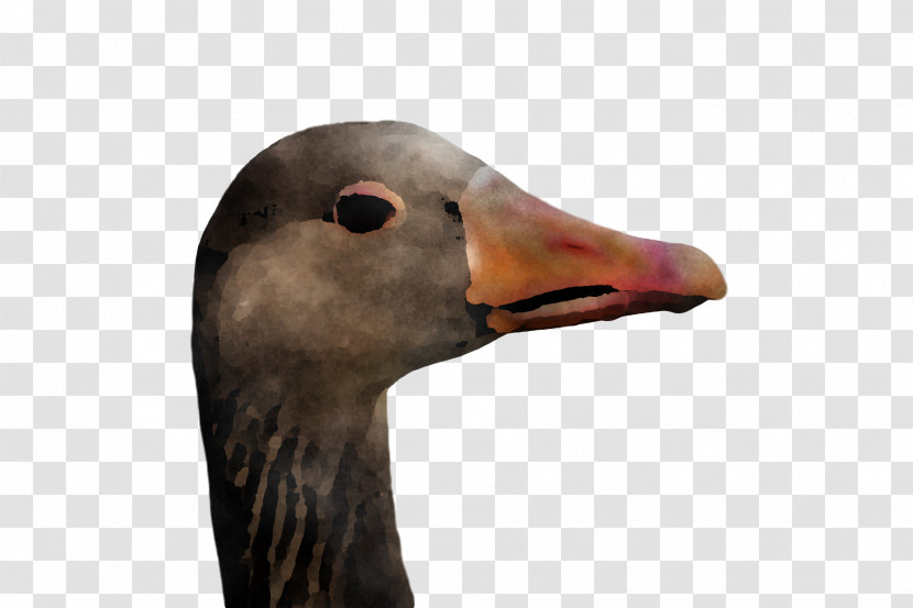 Goose Wild Animal Transparent PNG