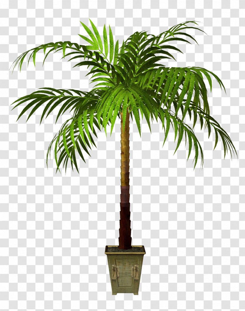 Flowerpot Asian Palmyra Palm Houseplant - Woody Plant - Plants Transparent PNG