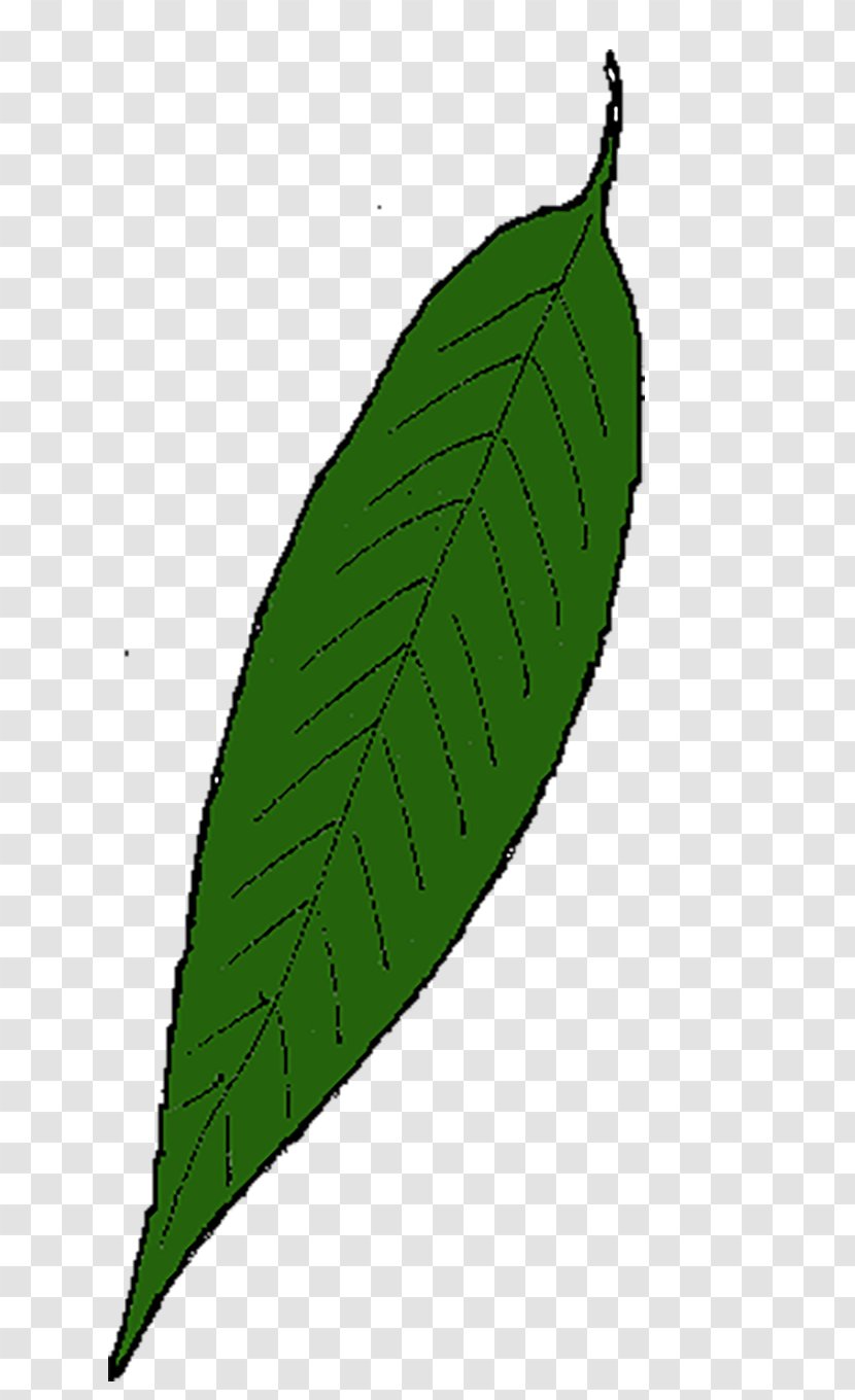 Maple Leaf Willow Leaflet Drawing - Food Transparent PNG