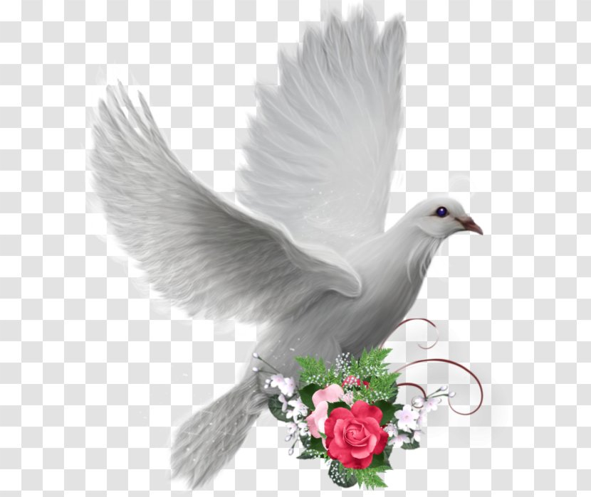 Colombe Peace Doves As Symbols - Bird - Photofiltre Transparent PNG