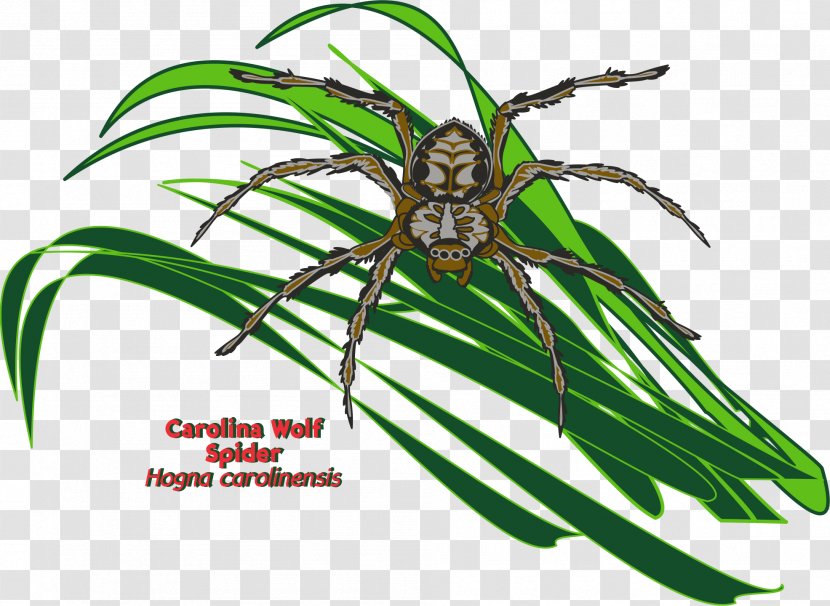 Spider Silk Ballooning Hogna Carolinensis - Insect - Cobweb Transparent PNG