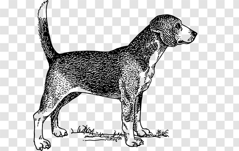 Beagle Drawing Clip Art - Hunting Dog - Illustration Transparent PNG