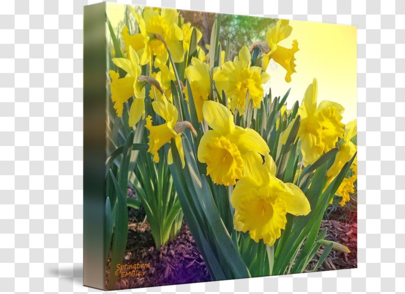 Narcissus Mustard - Amaryllis Family - Daffodil Transparent PNG