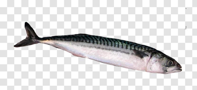 Bony Fishes Atlantic Horse Mackerel Oily Fish - Dicentrarchus Transparent PNG