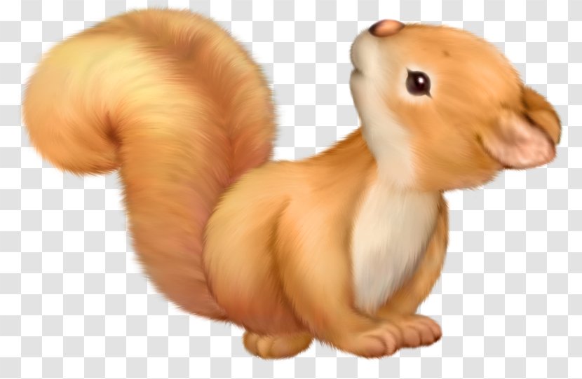 Eastern Gray Squirrel American Red Clip Art - Canidae - Suan Cai Transparent PNG