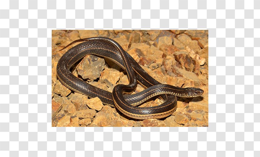 Garter Snake Kingsnakes Anguidae Terrestrial Animal - Colubridae Transparent PNG