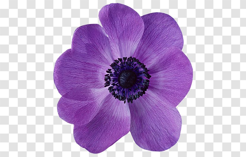 Anemone Flower Petal Violet Desktop Wallpaper Transparent PNG