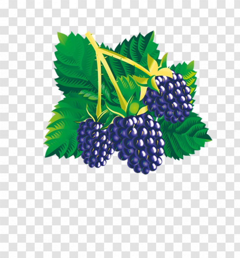 Mulberry Euclidean Vector - Leaf - Hand-painted Grapes Transparent PNG