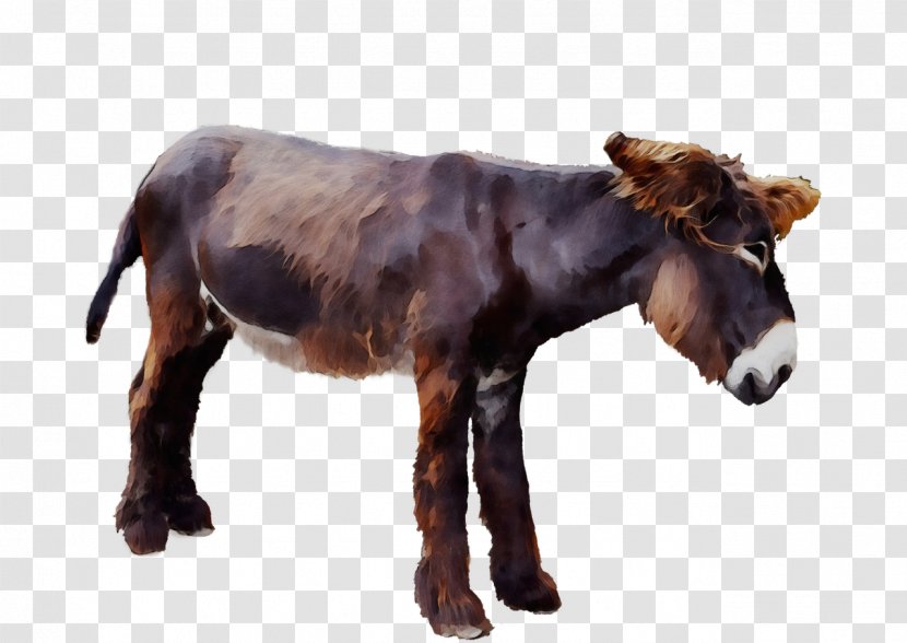 Animal Figure Terrestrial Horse Burro Pony - Shetland Mare Transparent PNG