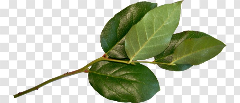 Leaf Plant Stem Plants - Tree - Swag Transparent PNG