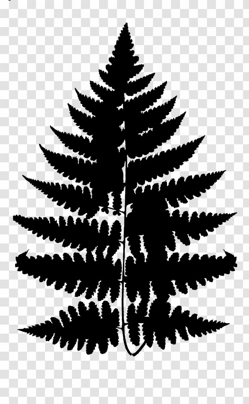 Clip Art Fern Vector Graphics Image - Blackandwhite - White Pine Transparent PNG