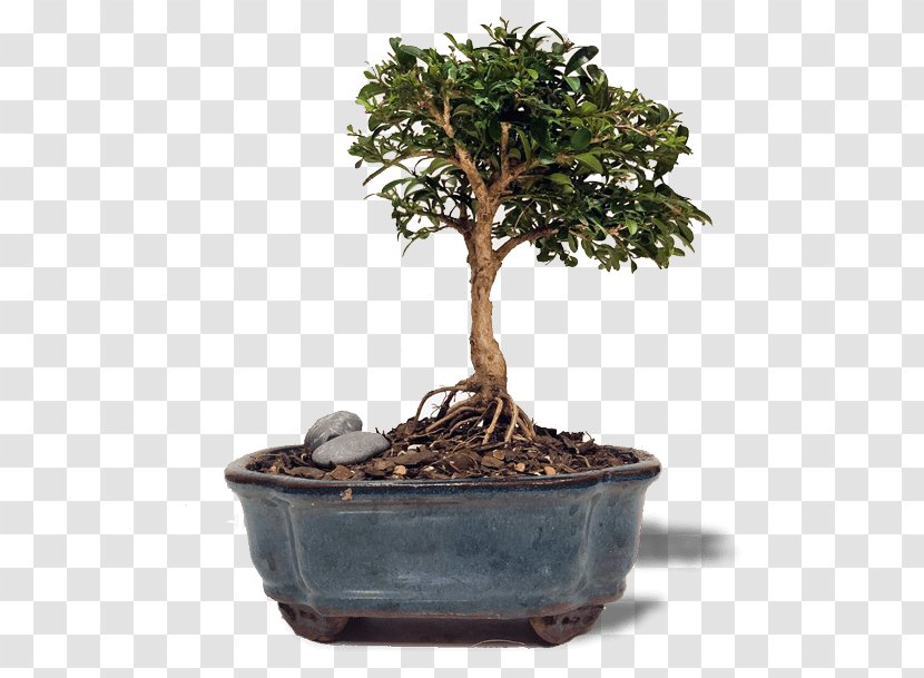 Chinese Sweet Plum Buxus Microphylla Indoor Bonsai Tree Transparent PNG