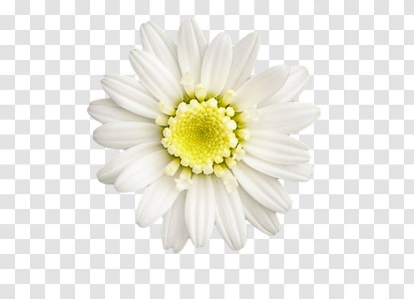 Zazzle Name Cushion Clip Art - Yellow - Chrysanths Transparent PNG