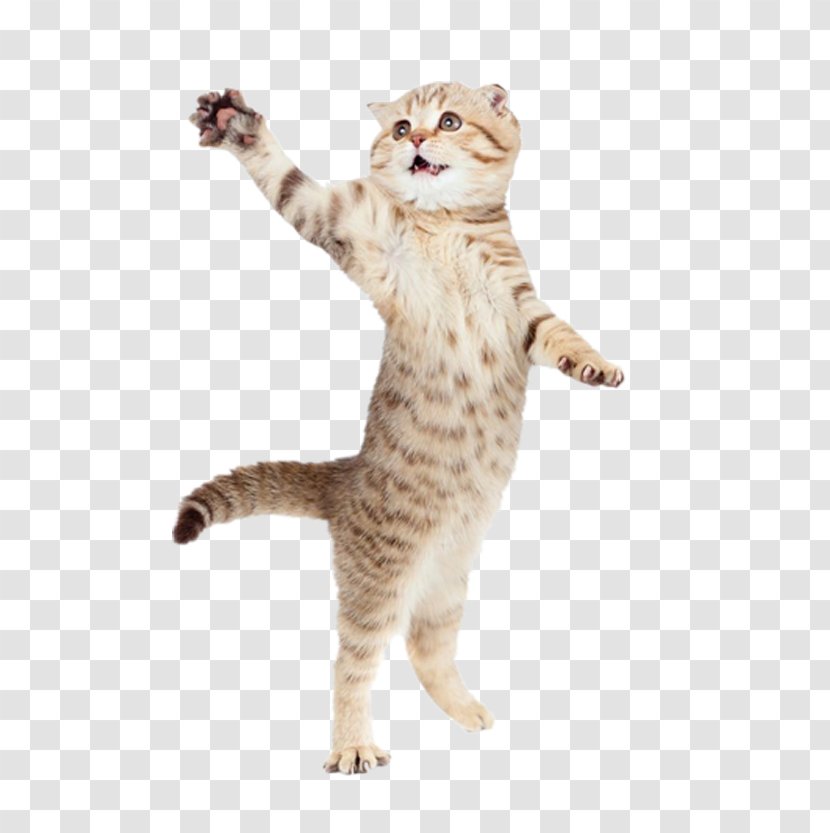 Pointer Cat Play And Toys Kitten Pet - Standing Transparent PNG